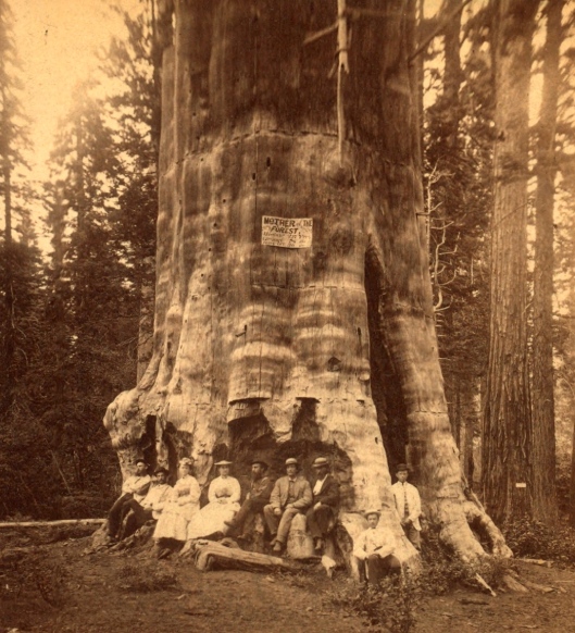 The Mother of the Forest, Mother Tree of Calaveras County, cut down for lumber 1902. Height 300+’. Circumference 78 feet, bark off. Photo C.L. Pond, Buffalo, New York (circa 1870-1880)